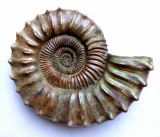 Ammonite Peltoceras,  Big Rare Sample.  Russia,  4.  7 Inches.
