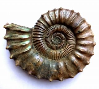 Ammonite Peltoceras,  big rare sample.  Russia,  4.  7 inches. 2