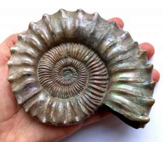 Ammonite Peltoceras,  big rare sample.  Russia,  4.  7 inches. 3