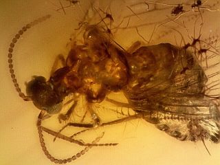 Cretaceous Burmite Amber Rare Neuroptera Plus Spider Inclusions Cv4 0.  52g