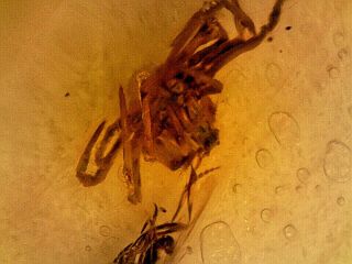 Cretaceous Burmite Amber RARE Neuroptera Plus Spider Inclusions CV4 0.  52g 3