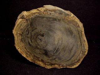 Rw " Petrified Wood Round " West Central Oregon Over 3 Pounds