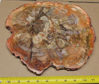 Large Polished Petrified Wood Full Slab With Bark 10.  5 " X 9” X 3/4 " 5lbs.  7oz.