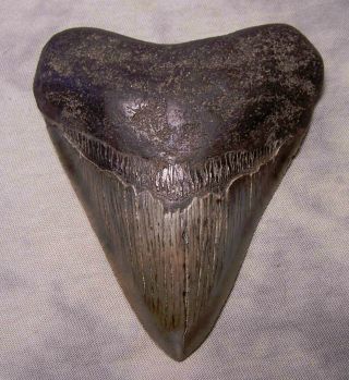 Megalodon Shark Tooth Sharp Big 4 1/16 " Fossil Sharks Teeth Thick & Wide - Sweet