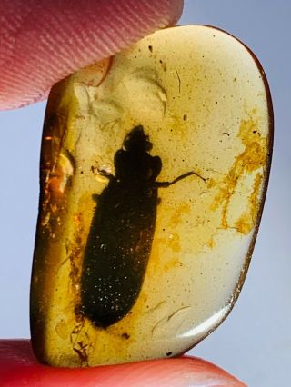 Extinct 14mm Ommadidae Beetle Burmite Myanmar Amber Insect Fossil Dinosaur Age