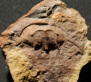 Very Rare Fossil Horseshoe Crab Hidden In Calamite In Mazon Creek Like Nodule