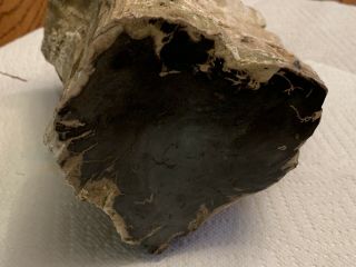 Arizona Polished Black (Mirror Finish) Petrified Wood Log w/ Incredible 