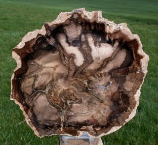 Sis: Amazingly Fine 9 ",  Petrified Wood Round - Black Ash - Mcdermitt,  Or