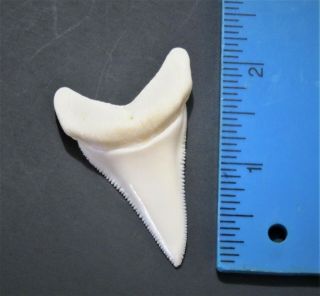 Lower - 2 3/16 Inch Modern Great White Shark Tooth