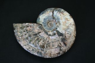 Russian Ammonite Deshayesites Imitator