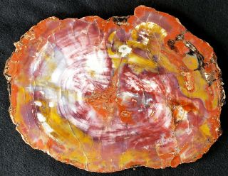 11 Inch Fossil Petrified Wood Red Rainbow Round Arizona