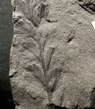 Extremely Rare 2 Devonian Fossil Plant Archaeopteris - Earliest Know Tree Fossil