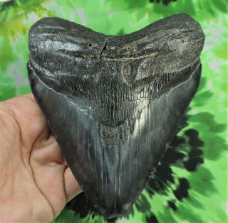 Megalodon Sharks Tooth 5 11/16  Inch No Restorations Fossil Sharks Teeth Tooth