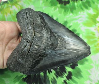 Megalodon Sharks Tooth 5 11/16  inch NO RESTORATIONS fossil sharks teeth tooth 2