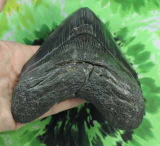 Megalodon Sharks Tooth 5 11/16  inch NO RESTORATIONS fossil sharks teeth tooth 3