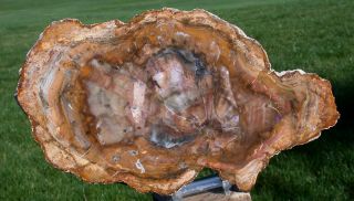 Sis: Crazy Colorful & Mirror Polished 11 ",  Madagascar Petrified Wood Round