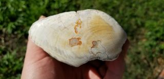 Common Opal Petrified Wood Limb Branch Mexico U.  V.  Reactive