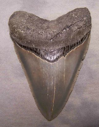 Megalodon Shark Tooth - Sharp - 3 5/16 Real Fossil Sharks Teeth - No Restorations