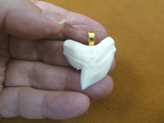 (s6 - 501) 1 - 3/8 " Inch White Tiger Shark Tooth Gold Alloy Pendant Jewelry Sharks