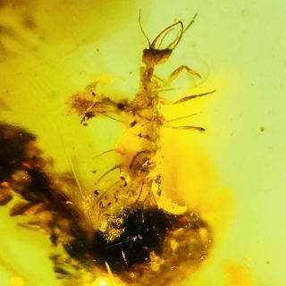 Burmese Burmite Cretaceous Rare Fly Larva Amber Insect Fossil Myanmar