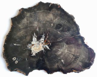 Large,  Polished Utah Petrified Wood Round W/fungal Pockets And A Calcite Center