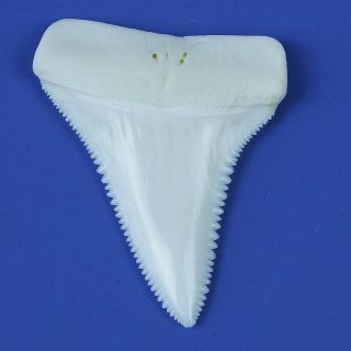 One (1) 1.  8 Inch Natural Modern Upper Great White Shark Tooth (random,  1pc)