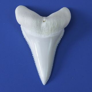 One (1) 2.  0 Inch Natural Modern Lower Great White Shark Tooth (random,  1pc)