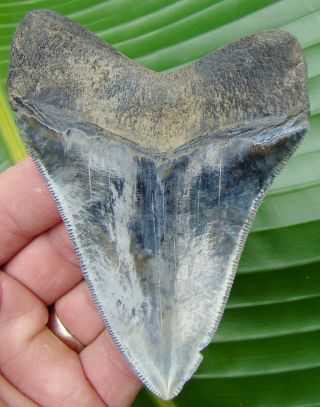 Megalodon Shark Tooth - 4 In.  Real Fossil - Serrated - Georgia River Find