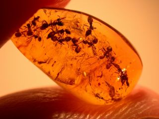 Very Rare Swarm Of Worker Ants In Authentic Dominican Amber Fossil Gemstone