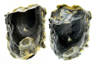 Tooth (draconyx Loureiroi) - Dragoshells - Jp - Fossils Of Portugal