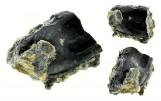 TOOTH (Draconyx Loureiroi) - dragoshells - jp - Fossils of Portugal 2