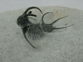 Awesome Spiny Devonian Ceratarges armatus Fossil Trilobite Mt.  Issoumour Morocco 2