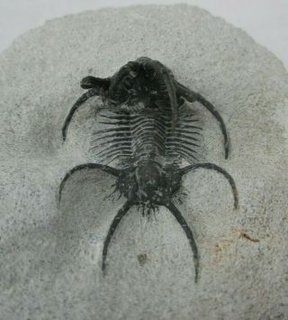 Awesome Spiny Devonian Ceratarges armatus Fossil Trilobite Mt.  Issoumour Morocco 3