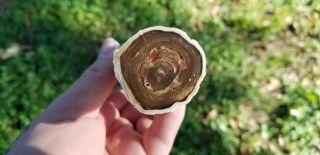 Petrified Wood Limb Nevada U.  V.  Reactive Polished