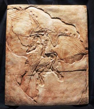 ARCHAEOPTERYX JURASSIC FEATHERED DINOSAUR Berlin Museum Fossil Cast 2