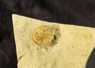Swee Nevadella Trilobite Fossil
