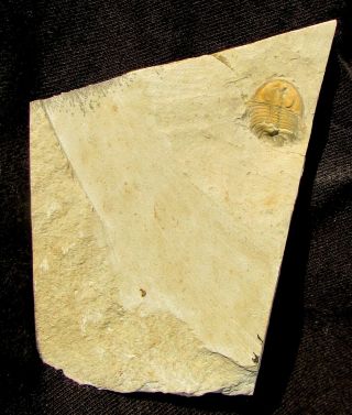 Swee Nevadella trilobite fossil 2