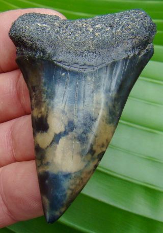 Mako Shark Tooth - Xl 2.  90 - Calico Colored - Real Fossil - No Restorations