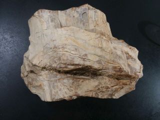 Over 20 Lb.  Large Petrified Wood Log /specimen /rock/flowerbed /natural/crystal