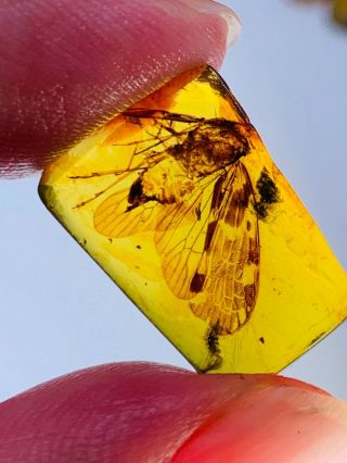 0.  85g Big Unknown Fly Bug Burmite Myanmar Burma Amber Insect Fossil Dinosaur Age