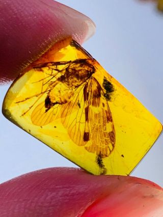 0.  85g big unknown fly bug Burmite Myanmar Burma Amber insect fossil dinosaur age 2