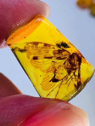 0.  85g big unknown fly bug Burmite Myanmar Burma Amber insect fossil dinosaur age 3