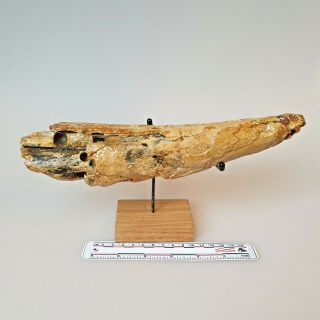 Woolly Mammoth Tooth Tip Fossil Pleistocene North Sea Ice Age