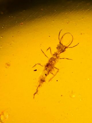 Neuroptera Osmylidae Fly Larva Burmite Myanmar Amber Insect Fossil Dinosaur Age