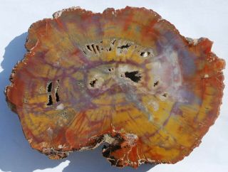 Large,  Polished,  Colorful Arizona Petrified Wood Round - End Cut