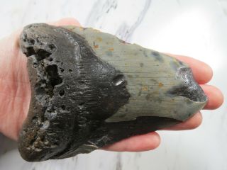 Huge Fossil Megalodon Shark Tooth,  5 1/4 Inches