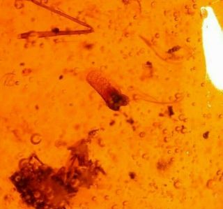 Rare Winged Seed,  Fly With Enhydro In Authentic Dominican Amber Fossil