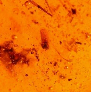 RARE Winged Seed,  Fly with Enhydro in Authentic Dominican Amber Fossil 3