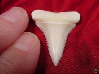 (s413 - 22) 1 - 5/16 " Great White Shark Tooth Teeth Jewelry Sharks Necklace Modern