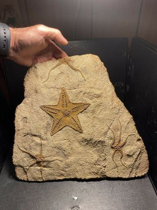 Exceptional Brittlestar Fossil Starfish Ordovician & Stenaster Asteroid Starfish